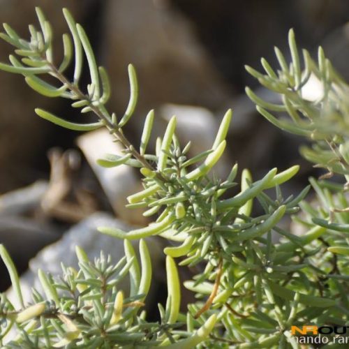 Una pianta rarissima a Capo Palinuro